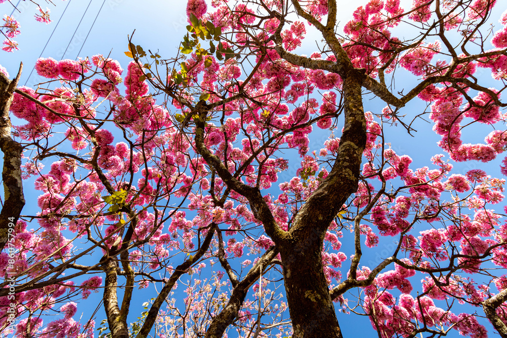 The most beautiful trees in flower: Pink Trumpet Tree (Tabebuia impetiginosa or Handroanthus impetiginosus). The most beautiful trees in flower: Pink Trumpet Tree (Tabebuia impetiginosa or Handroanthus impetiginosus).