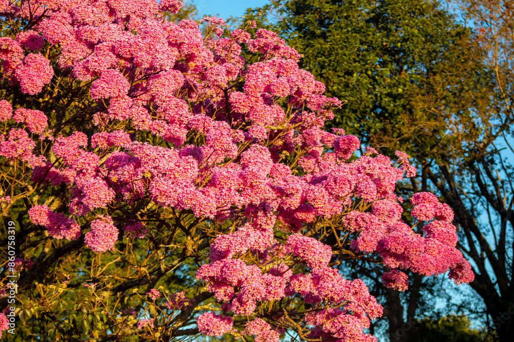 The most beautiful trees in flower: Pink Trumpet Tree (Tabebuia impetiginosa or Handroanthus impetiginosus). The most beautiful trees in flower: Pink Trumpet Tree (Tabebuia impetiginosa or Handroanthus impetiginosus).