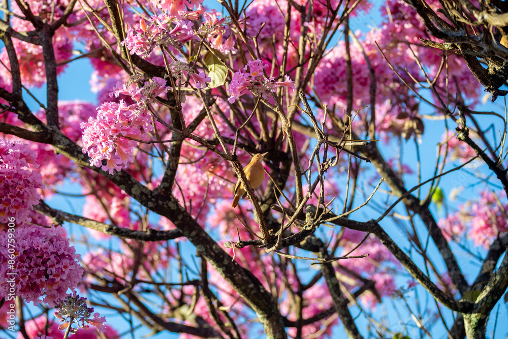 The most beautiful trees in flower: Pink Trumpet Tree (Tabebuia impetiginosa or Handroanthus impetiginosus). The most beautiful trees in flower: Pink Trumpet Tree (Tabebuia impetiginosa or Handroanthus impetiginosus).