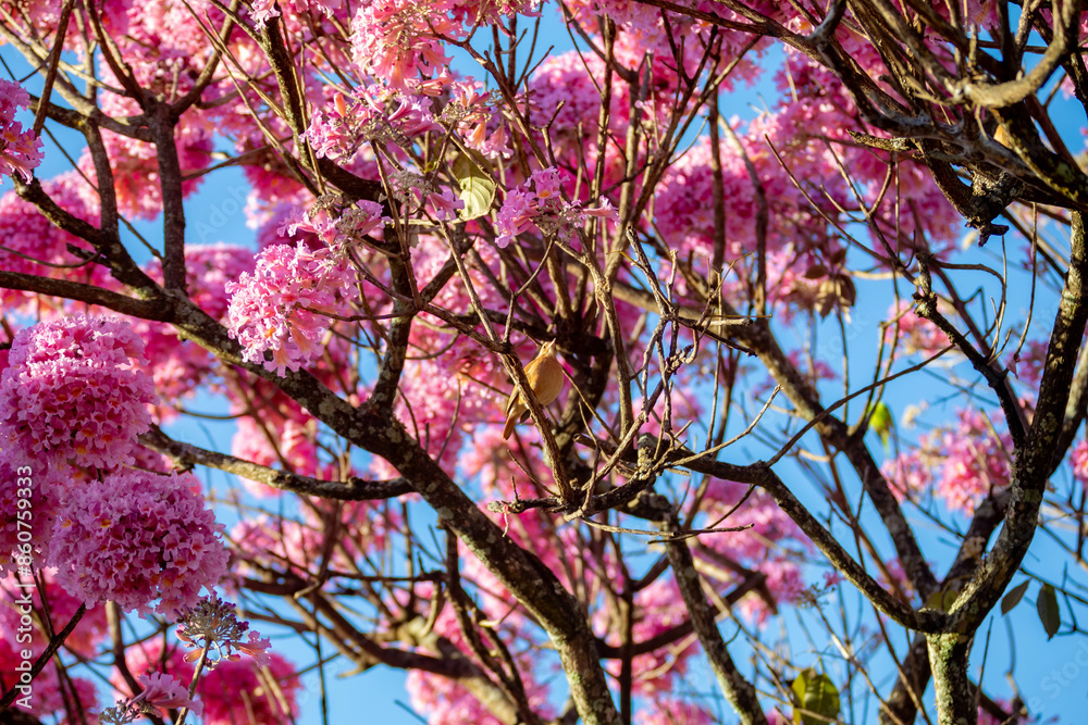 The most beautiful trees in flower: Pink Trumpet Tree (Tabebuia impetiginosa or Handroanthus impetiginosus). The most beautiful trees in flower: Pink Trumpet Tree (Tabebuia impetiginosa or Handroanthus impetiginosus).