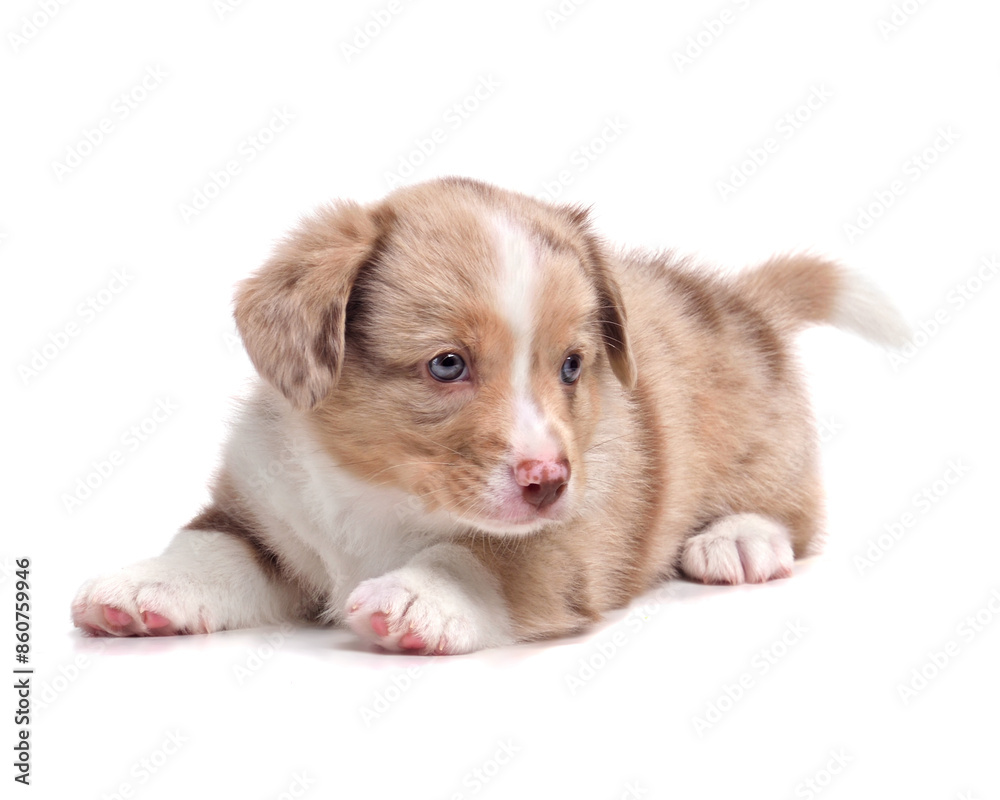 Cute funny puppy Cute funny puppy