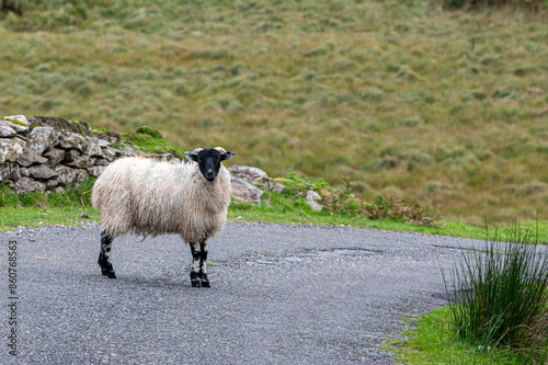 Sheep grazing at Ballaghbeama Gap, County Kerry, Ireland