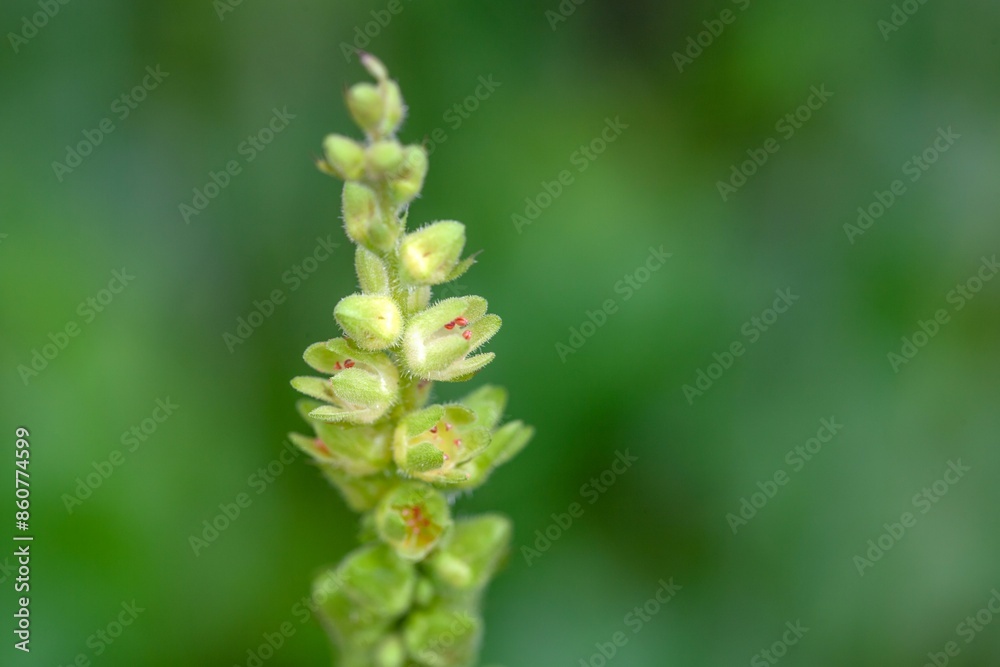 Roundleaf alumroot, Heuchera cylindrica Roundleaf alumroot, Heuchera cylindrica