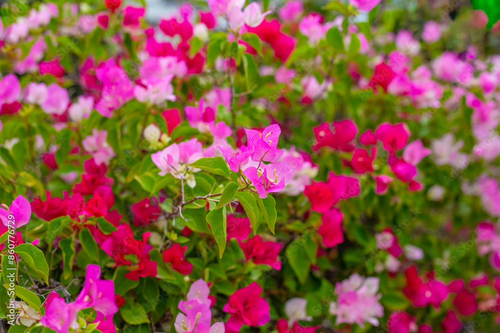 Floral background of red and pink bougainvillea. Tropical Flowers and Foliage Floral background of red and pink bougainvillea. Tropical Flowers and Foliage
