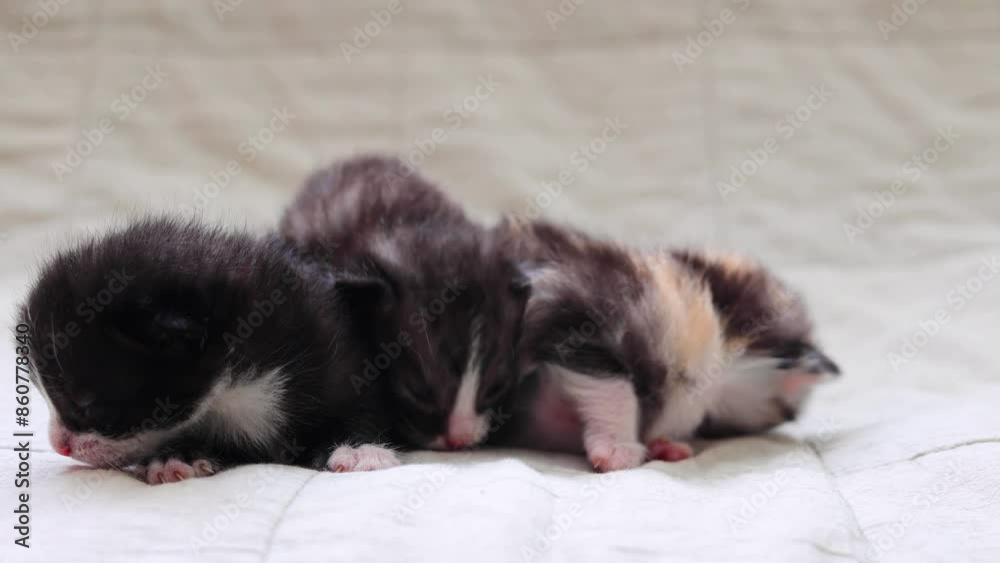 Adorable kittens sleep peacefully on a soft light fabric background. Adorable kittens sleep peacefully on a soft light fabric background.