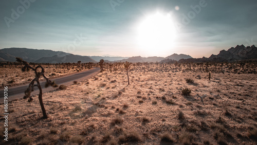 Road in Joshua Tree at Sunset photo