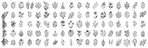 big collection of flowers, wild plants, wildflowers and herbs, ornamental plants, black vector thin line doodle hand drawn, minimalist style flat design linear stroke © Malgo