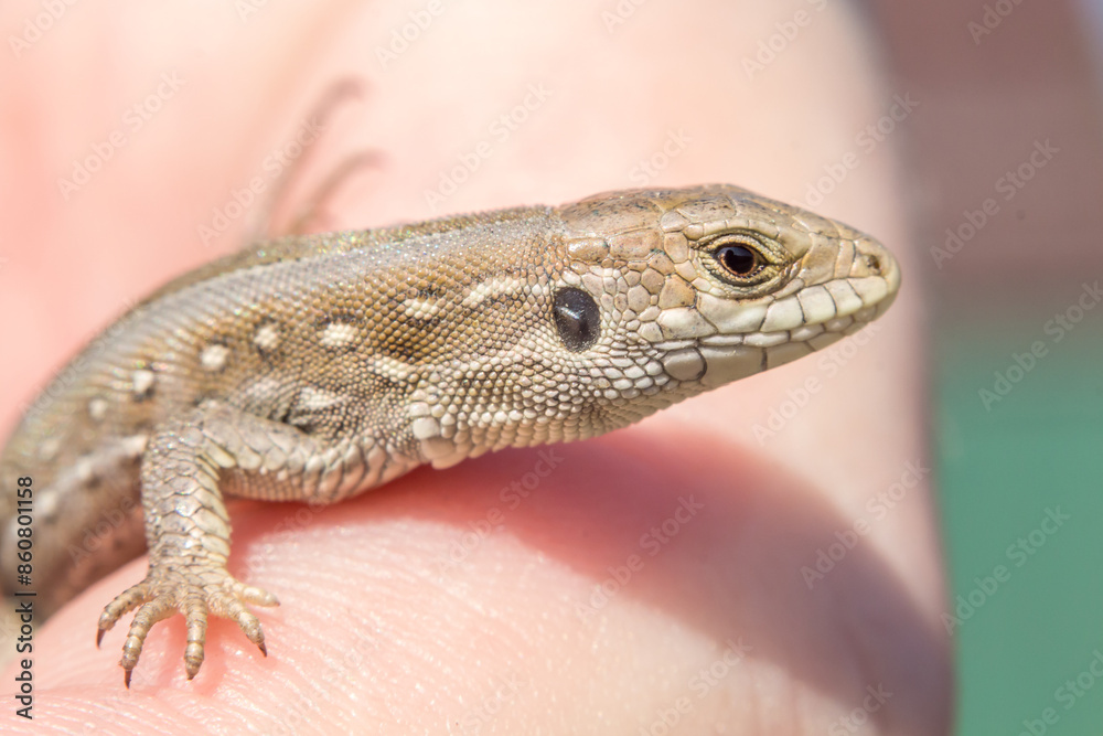 Sandy or common lizard, Lacerta agilis, on a hand in the sun, macro Sandy or common lizard, Lacerta agilis, on a hand in the sun, macro