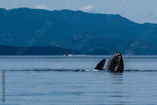 Close Up Feeding
A humpback whale, lunge feeding in the waters of BC. Close up you can see the barnacles and so many markings on the rough skin
