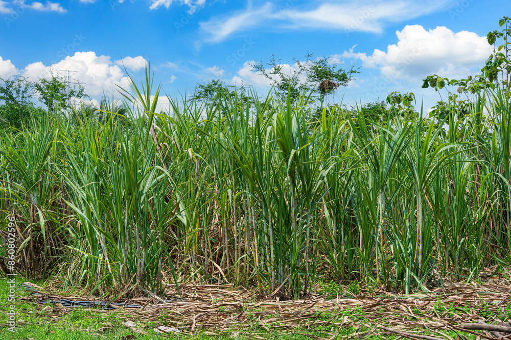Obraz premium Sugarcane field farm within nature a tropical the garden integrated agriculture in countryside for food industry or renewable bioenergy power with daylight blue sky white clouds in Thailand.