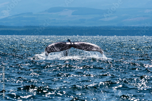 Fluke Falls
Water falls off a humpback whale fluke as it prepares to dive into the Salish Sea off Vancouver Island
