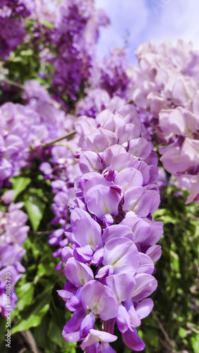 Beautiful lush lilac wisteria. Sunny spring day. Floral nature background. Wallpaper.