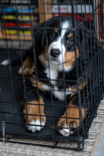 A beautiful puppy mountain dog in a cage