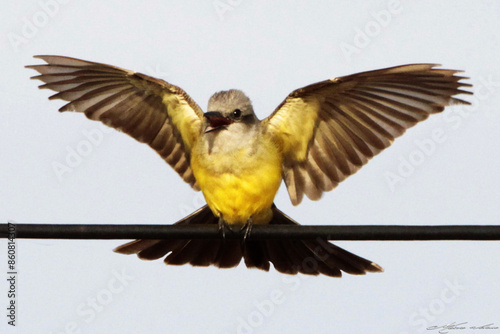 Mãe pássaro mostrando para o filhote como exercitar as asas para o primeiro voo.  photo