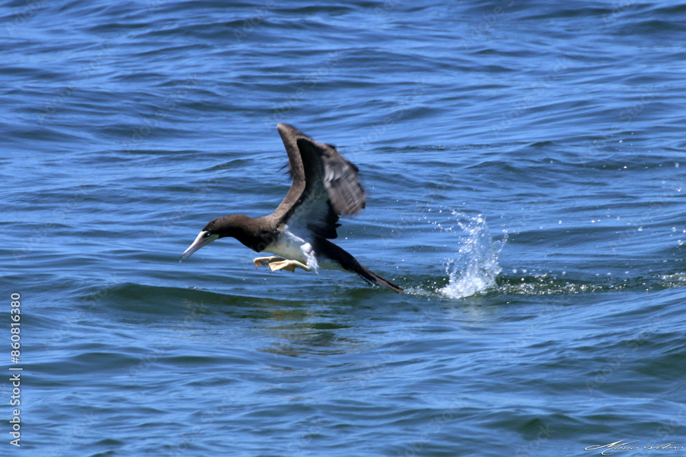 Fototapeta premium Um Atobá em ação pescando e levantando voo do mar em Ponta Negra - Maricá - RJ