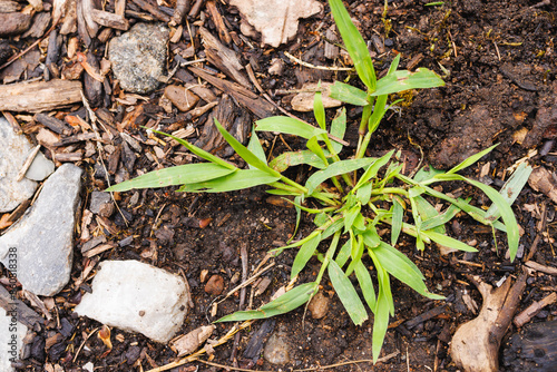 Closeup of Crab grass Lawn Weed, Crabgrass with Multiple Tillers, tillering stage, Digitaria sanguinalis