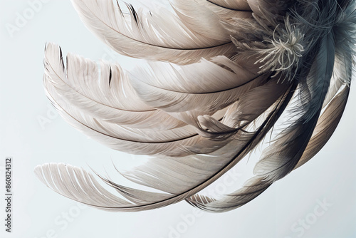 Extreme Close Up Feather Texture - Highly Detailed HD Image photo