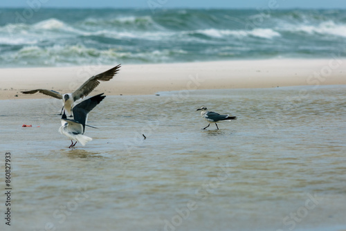 Gulls on the beach