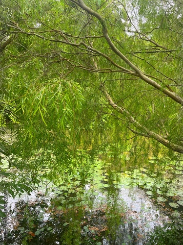 river in forest