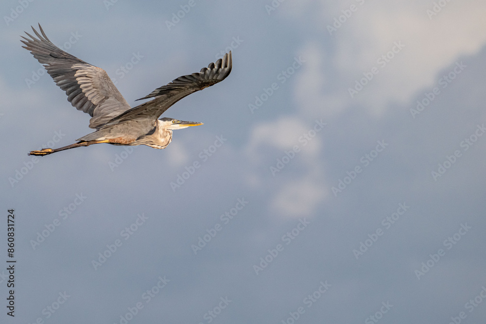 bird bird