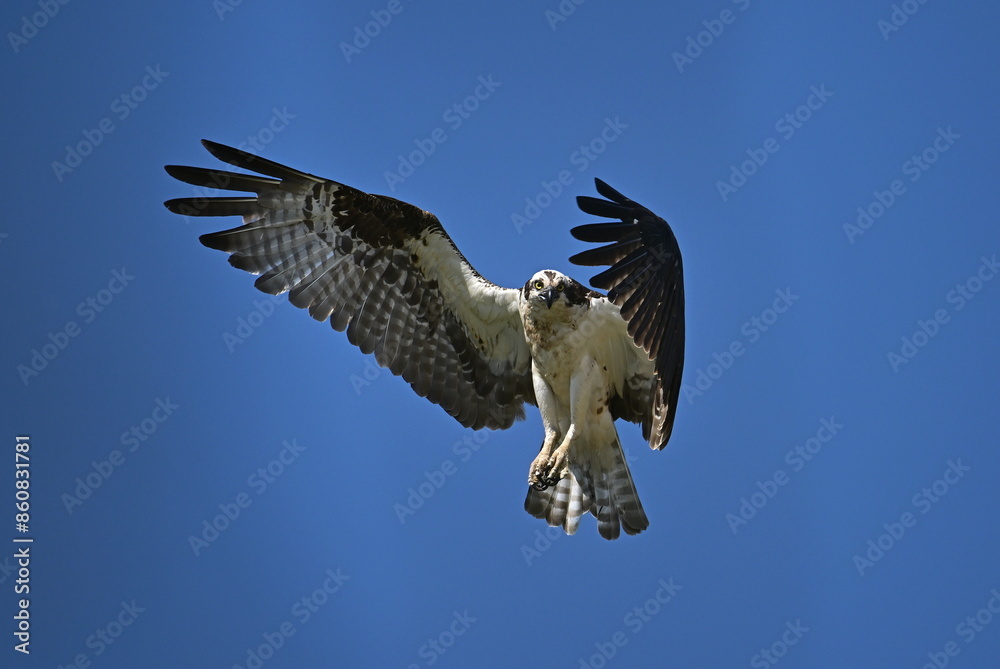 Fototapeta premium osprey in flight