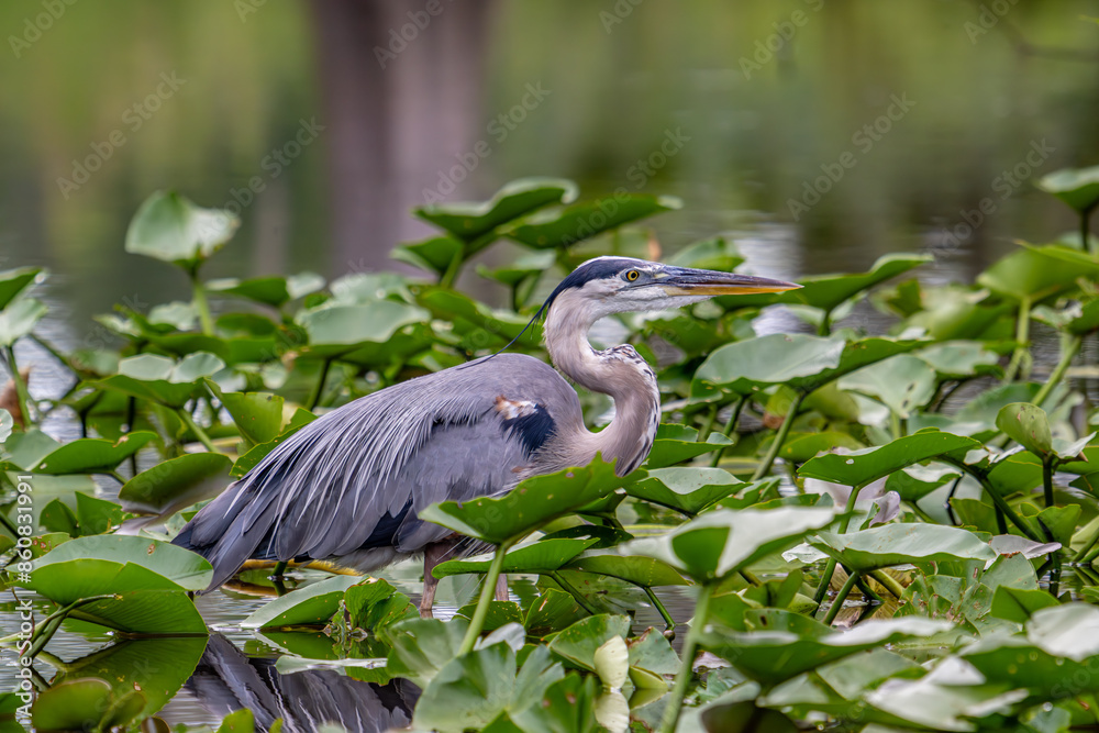 Naklejka premium bird