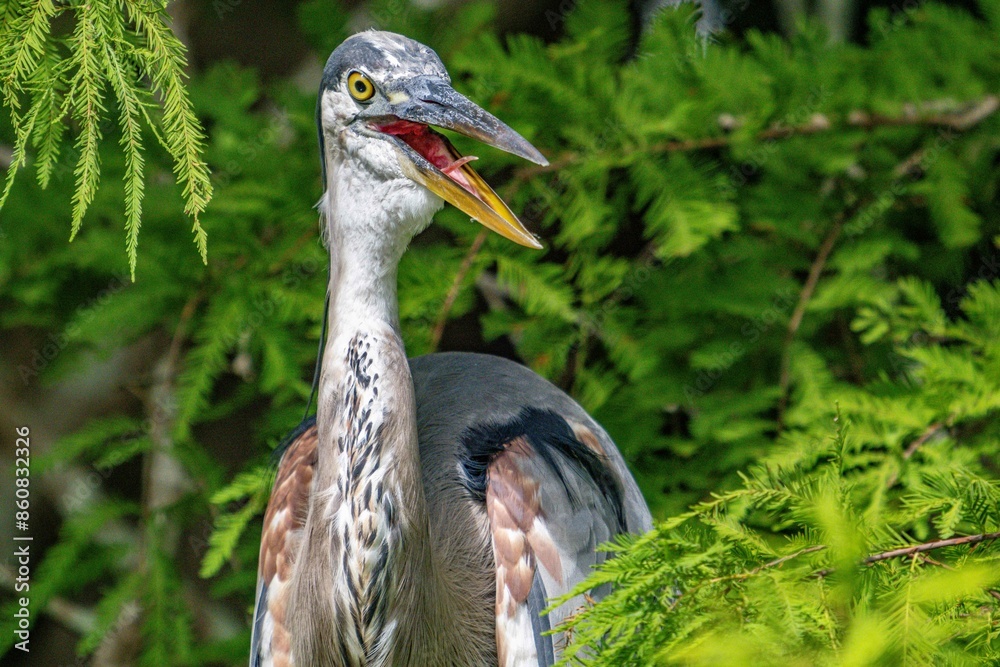 Naklejka premium blue heron