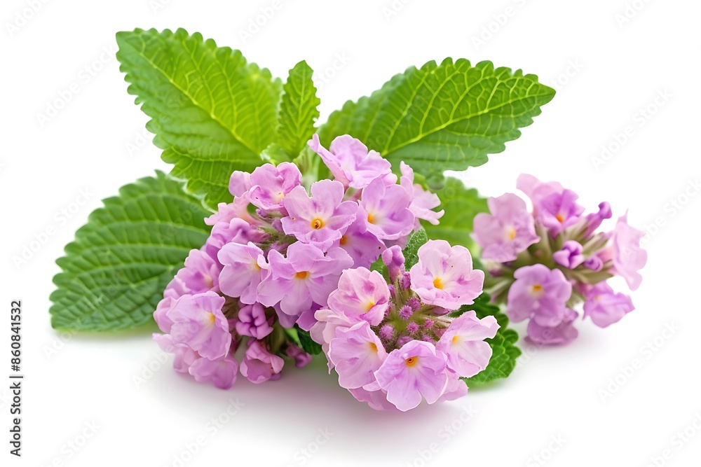 Purple Lantana Isolated on White Background. Beautiful Lantana Flower Purple Lantana Isolated on White Background. Beautiful Lantana Flower