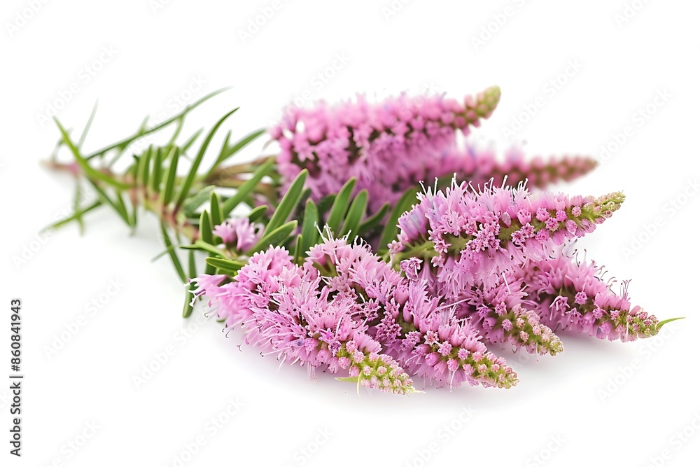 Liatris Flower Isolated on White Background Liatris Flower Isolated on White Background