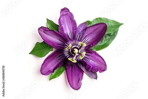 Purple Passion Isolated on White Background. Beautiful Passion Flower