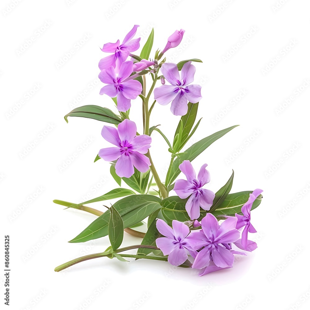 Pink Phlox Isolated on White Background. Beautiful Phlox Flower