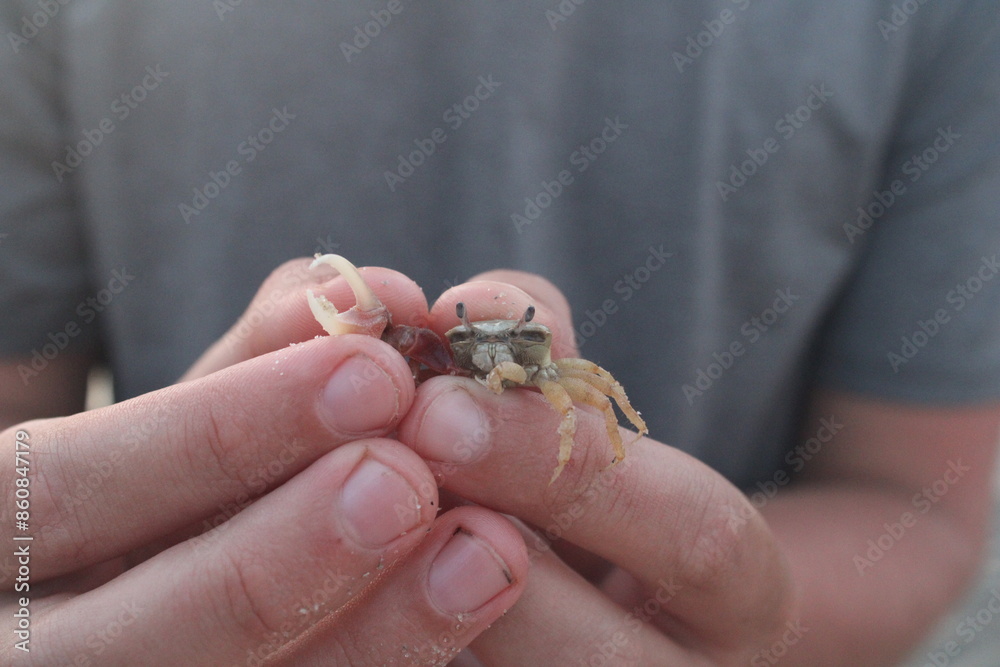 crab in hand crab in hand