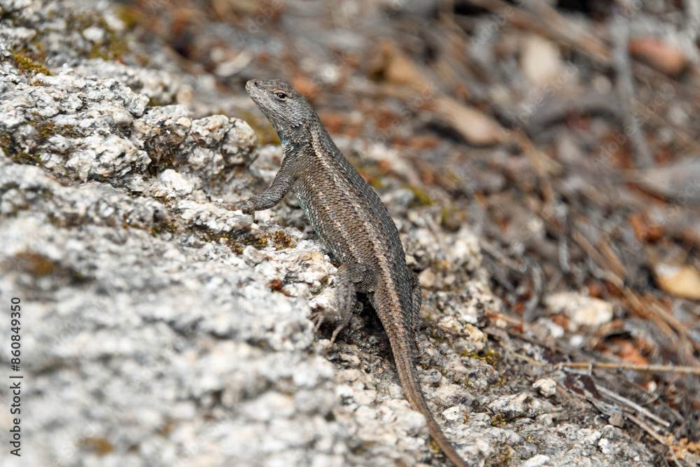 Plateau Fence Lizard Sceloporus tristichus) Plateau Fence Lizard Sceloporus tristichus)