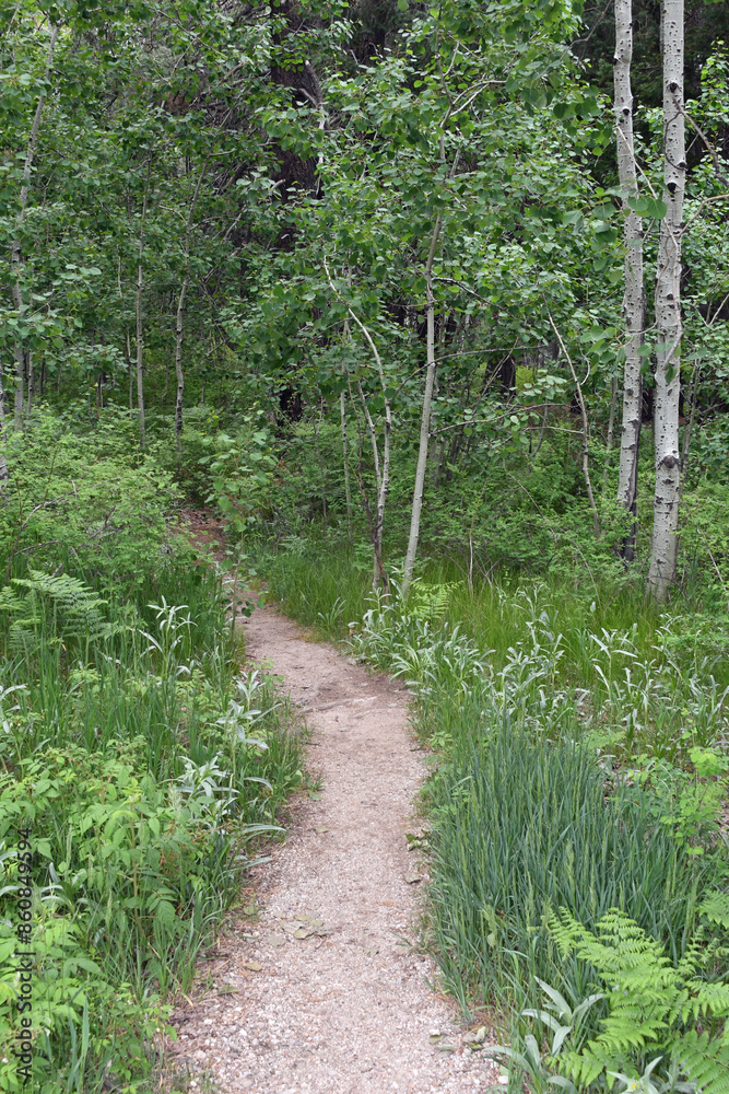 Obraz premium Forest path