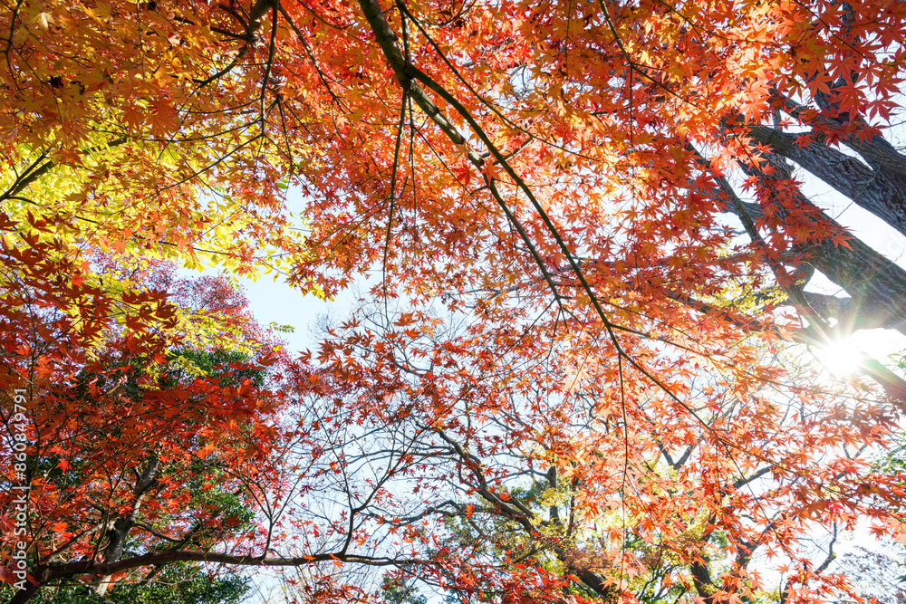 都会の庭園の池の畔の美しい紅葉。
日本国東京都港区 - 2021年12月4日
都会の庭園の池の畔の美しい紅葉。
日本国東京都港区 - 2021年12月4日