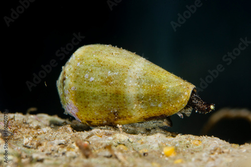 Sea Snail, conus mediterraneus syn Conus ventricosus, crawling along rock showing syphon and eye. Mediterranean sea, Sardinia, Alghero, Italy photo