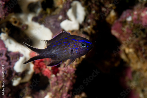 Castagnola - Chromis chromis. Damselfish.Porto Conte. Alghero, Sardegna, Italy photo