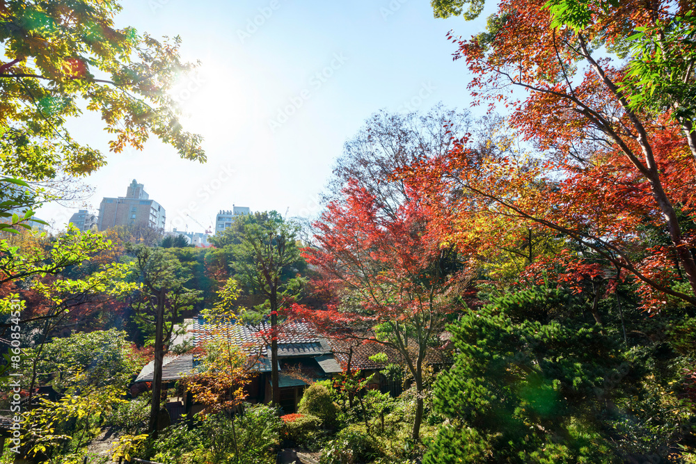 Naklejka premium 各所に茶室が点在している。 都会の庭園の池の畔の美しい紅葉。 日本国東京都港区 - 2021年12月4日 
