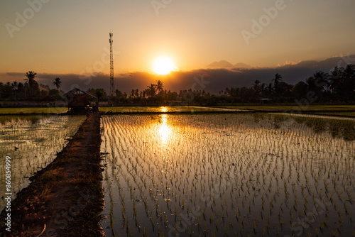 Golden sunset in a rice field in the afternoon photo