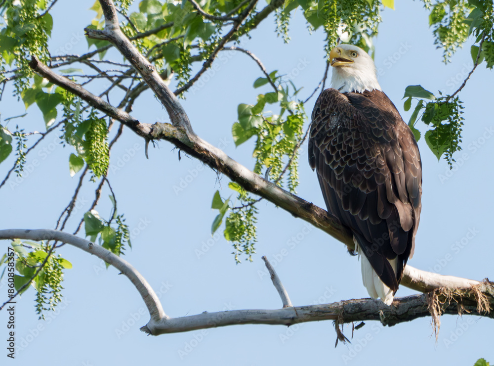 Majestic Bald Eagle (Haliaeetus Leucocephalus) keeping watch at nest over lake, Fishers, Indiana, Spring. Majestic Bald Eagle (Haliaeetus Leucocephalus) keeping watch at nest over lake, Fishers, Indiana, Spring.