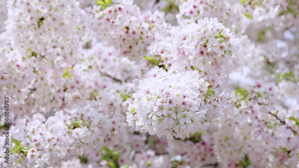大阪造幣局の桜 大阪造幣局の桜