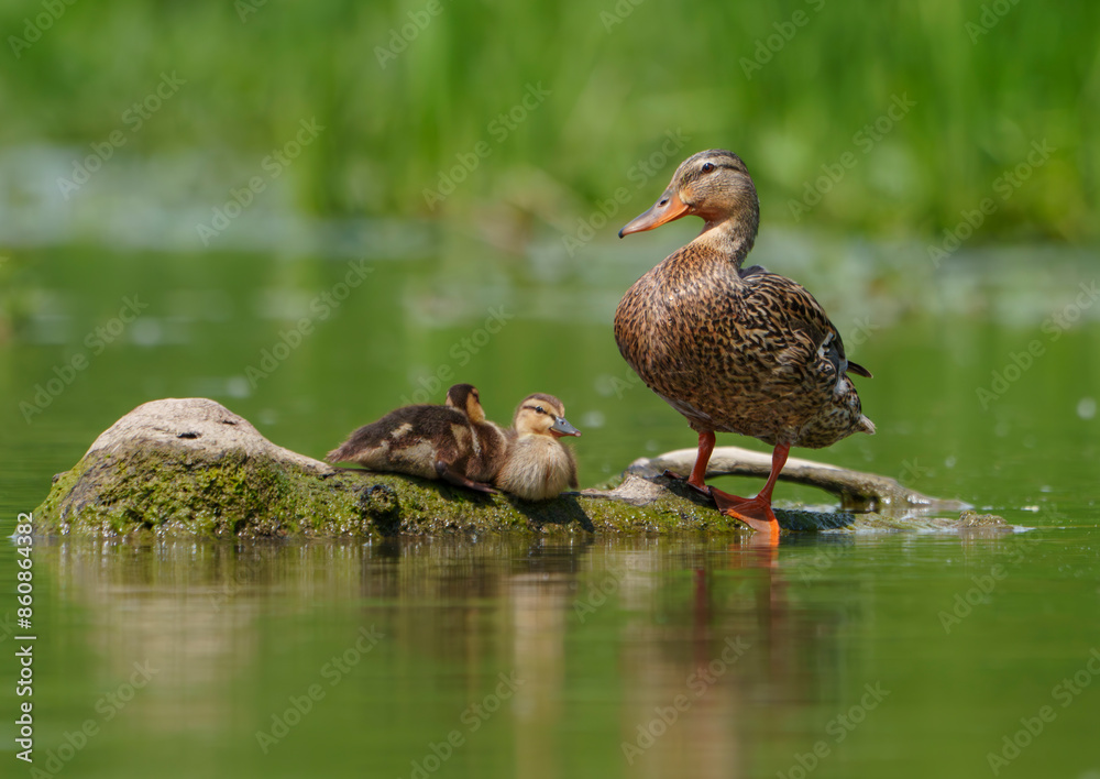 Mallard Ducklings exploring their environment for the first time. Local lake, Fishers, Indiana, Summer. Mallard Ducklings exploring their environment for the first time. Local lake, Fishers, Indiana, Summer.