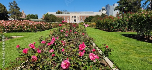 Rose garden with building in the background