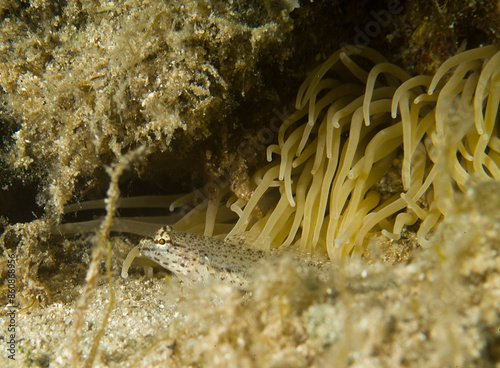 Golden goby or Yellow-headed goby (Gobius xanthocephalus) Ghiozzo (Gobius xanthocephalus). Hiding nesrby anemonia tentacles Capo Caccia, Alghero, Sardinia, Mediterranean sea. Italia photo