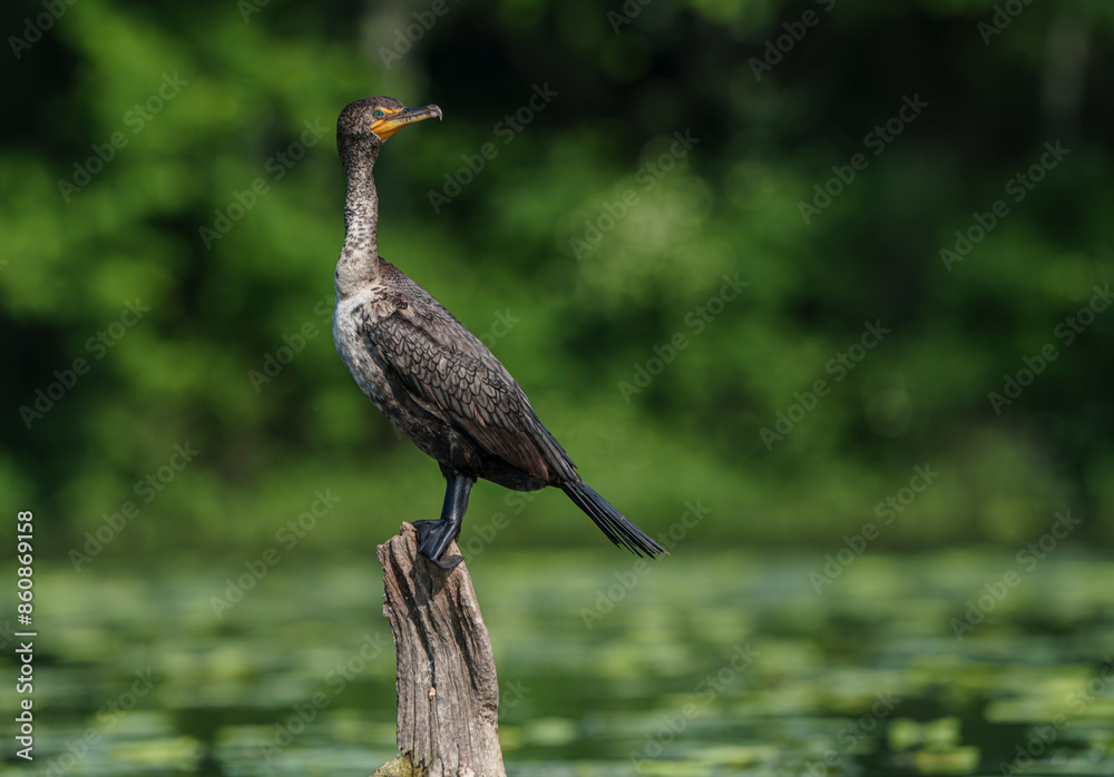 Fototapeta premium Double Crested Cormorant perched on driftwood at a large lake in Fishers Indiana, Summer. 