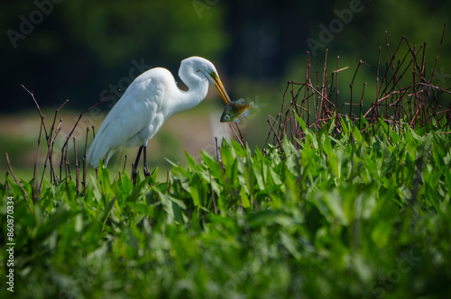Graceful Great White Egret (Adrea Alba) fishing and scouring the water of a local lake while flying and stalking in shallow water. Local lake, Fishers, Indiana, Summer. 