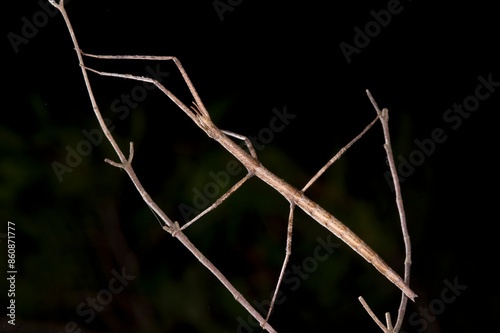 Insetto stecco, Stabheuschrecke, European stick-insect (Clonopsis gallica), Sardinia. Italy  photo