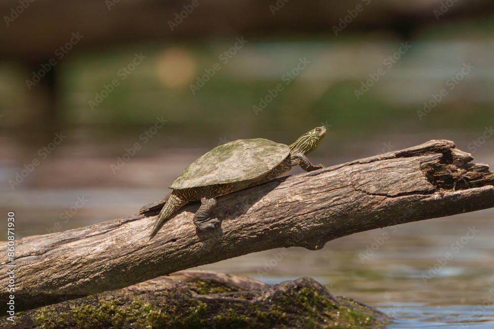 Obraz premium Amazing yellow-bellied slider turtle sitting on log by lake in Fishers, Indiana, Summer. 