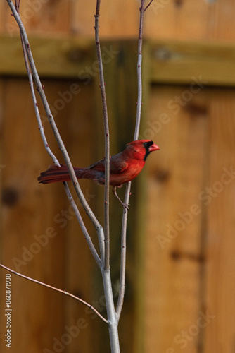 Northern Cardinal Male Perched in a Small Tree