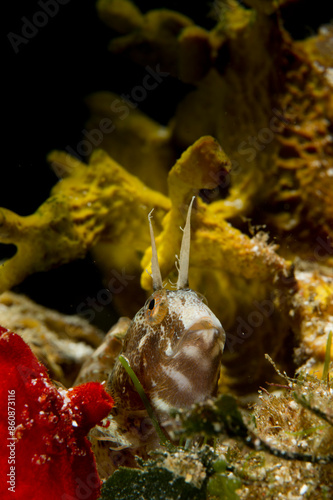 Bavosa cornuta (Parablennius tentacularis). The tentacled blenny (Parablennius tentacularis) is a species of combtooth blenny Porto Conte, Alghero, Sardinia. Italy photo